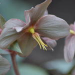 Helleborus x sternii ‘Silver Dollar’ - Corsicaans nieskruid