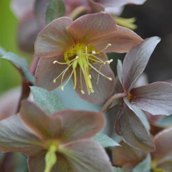 Helleborus x sternii ‘Silver Dollar’