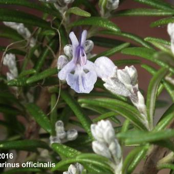 Rosmarinus officinalis