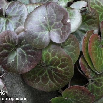 Asarum europaeum