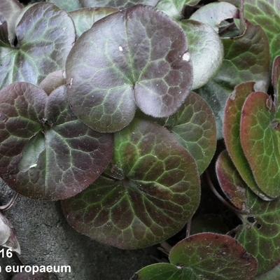 Mansoor, Hazelwortel - Asarum europaeum