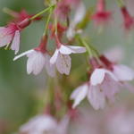 Prunus 'Okame' - Sierkers