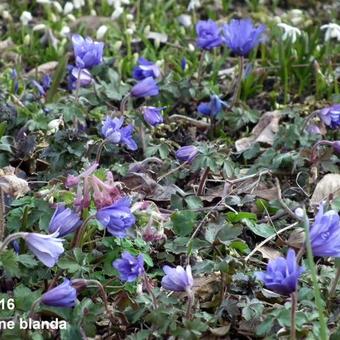 Anemone blanda