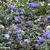 Anemone blanda