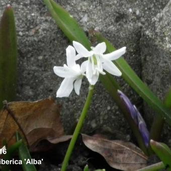 Scilla siberica 'Alba'