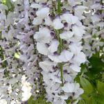 Wisteria floribunda 'Kimono' - Blauwe regen