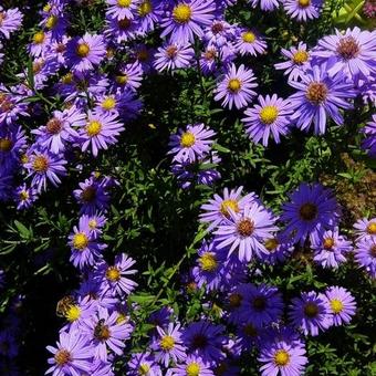 Aster amellus