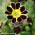 Primula elatior 'Gold Lace Black'