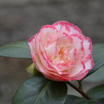 Camellia japonica 'Margaret Davis' - Camelia