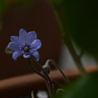 Hepatica transsylvanica 'Blue Eyes'