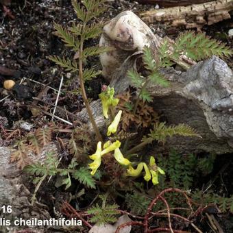 Corydalis cheilanthifolia