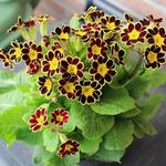 Primula elatior 'Mister Gold Lace'  - Sleutelbloem