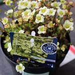 Saxifraga x arendsii 'TOURAN Limegreen' - Steenbreek