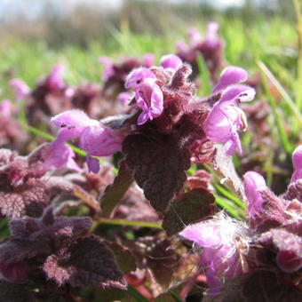 Lamium purpureum