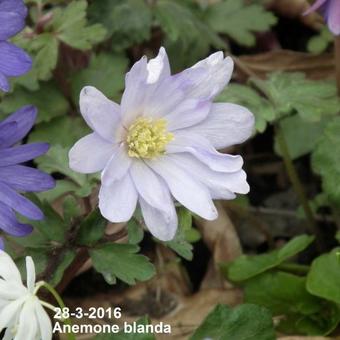 Anemone blanda