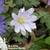 Anemone blanda