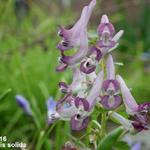 Corydalis solida - Vingerhelmbloem, vogeltje-op-de-kruk