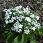 Myosotis sylvatica 'Mon Amie White' - Bos-vergeet-mij-nietje