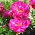 Paeonia `Karl Rosenfield`