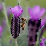 Lavandula stoechas 'Greek Mountain' - Kuiflavendel / vlinderlavendel / Franse lavendel