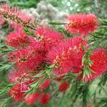 Callistemon citrinus 'Splendens' - Lampepoetser