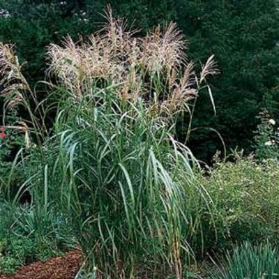 Prachtriet - Miscanthus sinensis 'Silberfeder'