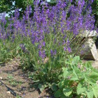 Salvia pratensis