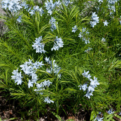 Stermaagdenpalm - Amsonia ciliata