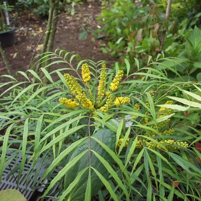 Chinese mahoniestruik - Mahonia eurybracteata 'Soft Caress'