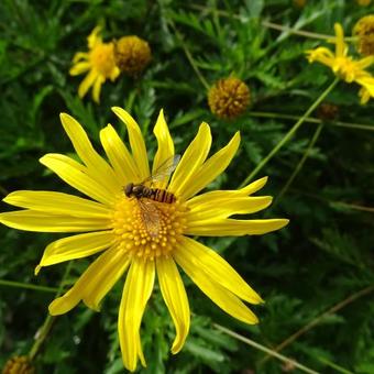 Euryops chrysanthemoides