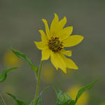 Helianthus giganteus 'Sheila's Sunshine' - Zonnebloem