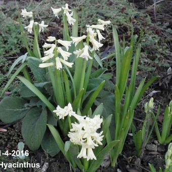 Hyacinthus