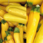 Cucurbita pepo 'Golden Glory' F1  - Courgette