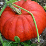 Cucurbita maxima 'Rouge Vif d'Etampes' - Reuzenpompoen