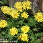 Voorjaarszonnebloem/Gele margriet - Doronicum orientale