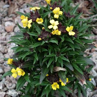 Erysimum x allionii