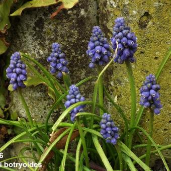 Muscari botryoides