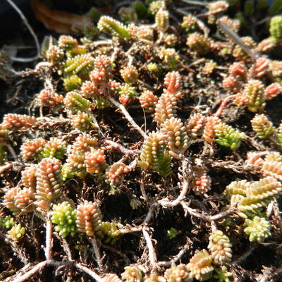 Zachte vetkruid - Sedum sexangulare