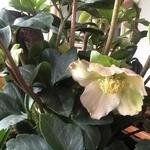 Helleborus x sahinii 'Winterbells' - Nieskruid