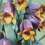 Fritillaria assyriaca - Keizerskroon