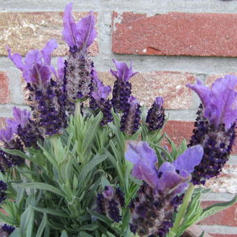 Lavandula angustifolia ‘Ellagance Purple’