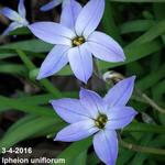 Ipheion uniflorum - Oude wijfjes/Voorjaarster