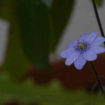 Hepatica transsylvanica 'Blue Eyes'