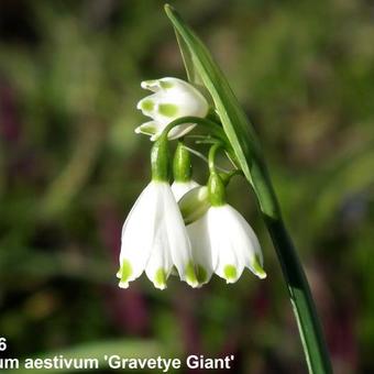 Leucojum aestivum 'Gravetye Giant'