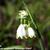 Leucojum aestivum 'Gravetye Giant'