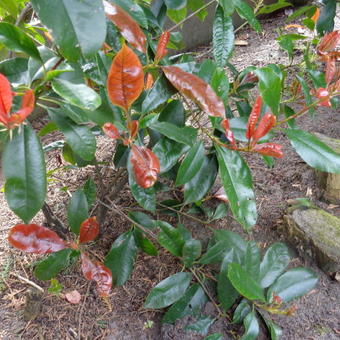 Photinia x fraseri ‘Camilvy’