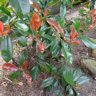 Glansmispel - Photinia x fraseri ‘Camilvy’