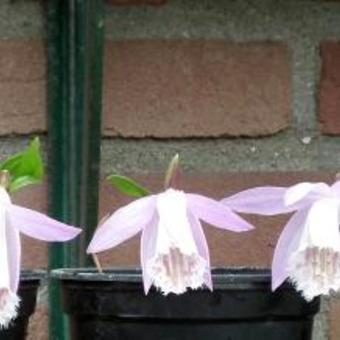 Pleione formosana