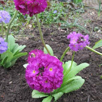 Primula denticulata 'Confetti Deeprose'