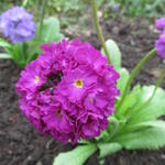 Primula denticulata 'Confetti Deeprose' - Sleutelbloem